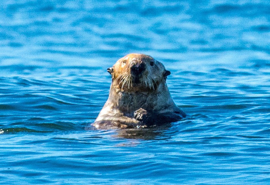 Clayoquot Sound Kayaking Otter